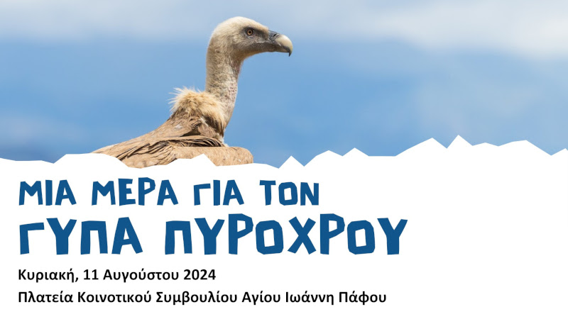 BirdLife Cyprus: εκδήλωση – μια μέρα για τον Γύπα Πυρόχρου